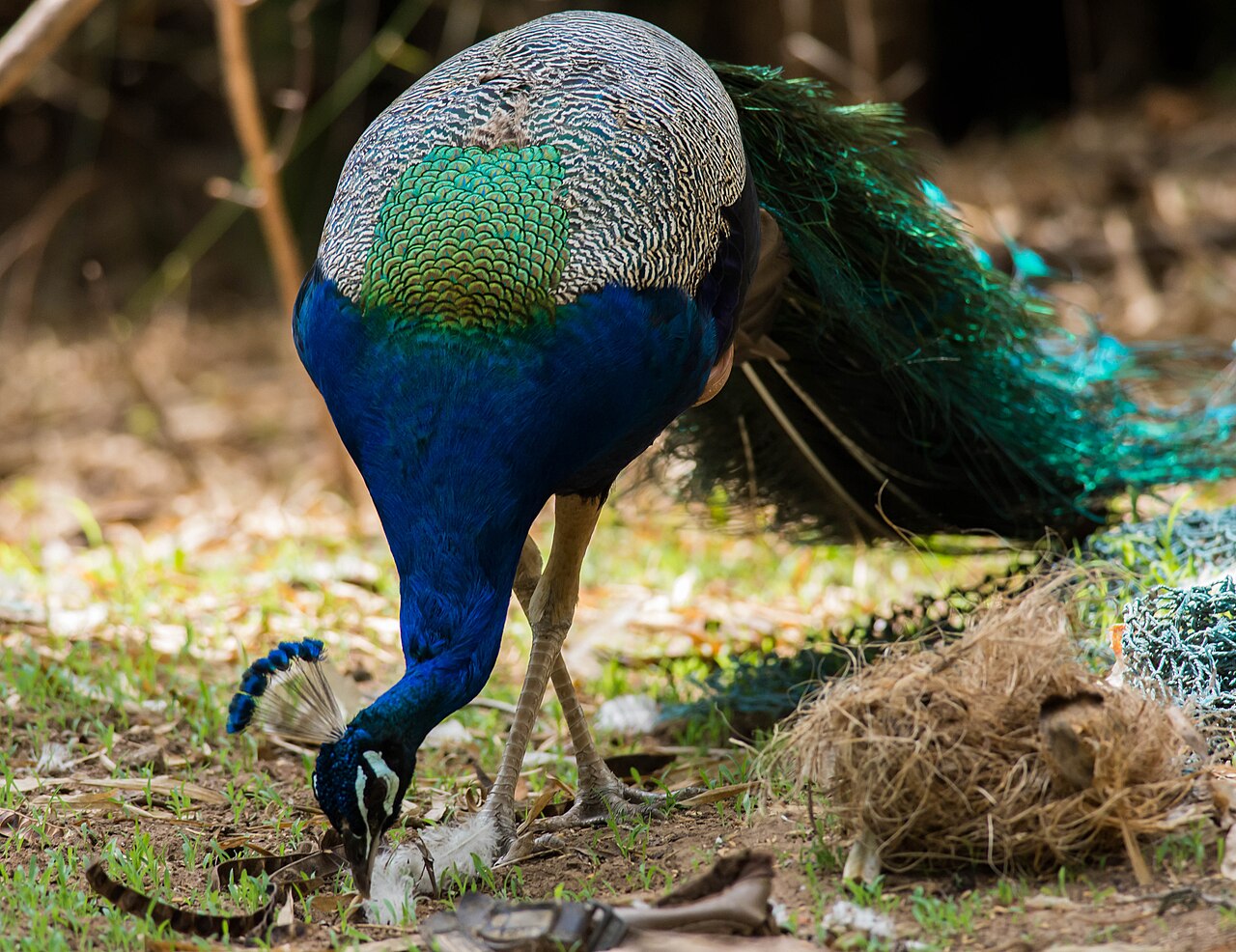 Male Indian peafowl displaying its iridescent train