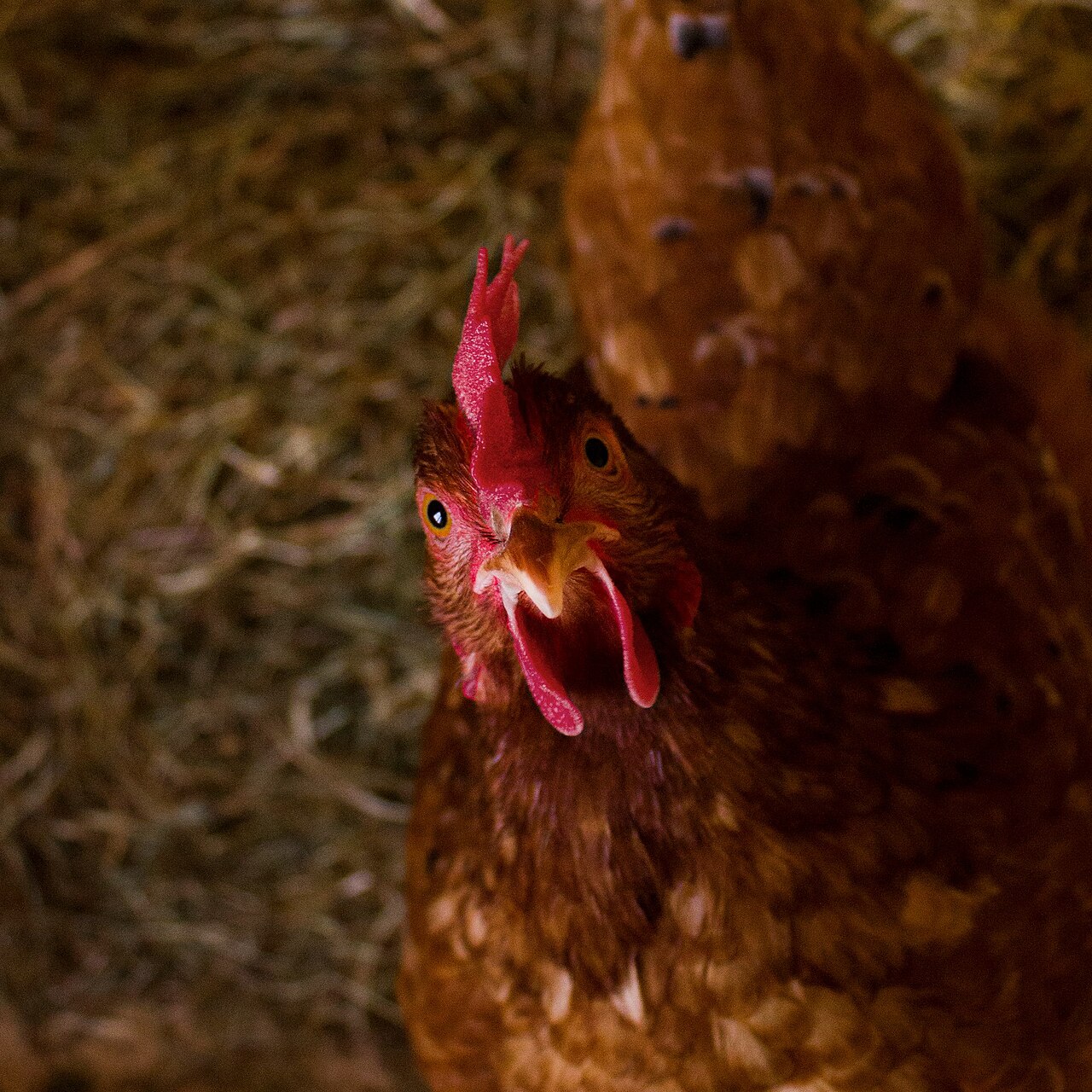 Top 15 Types Of Fowl Birds (With Pictures) 3 ISA Brown