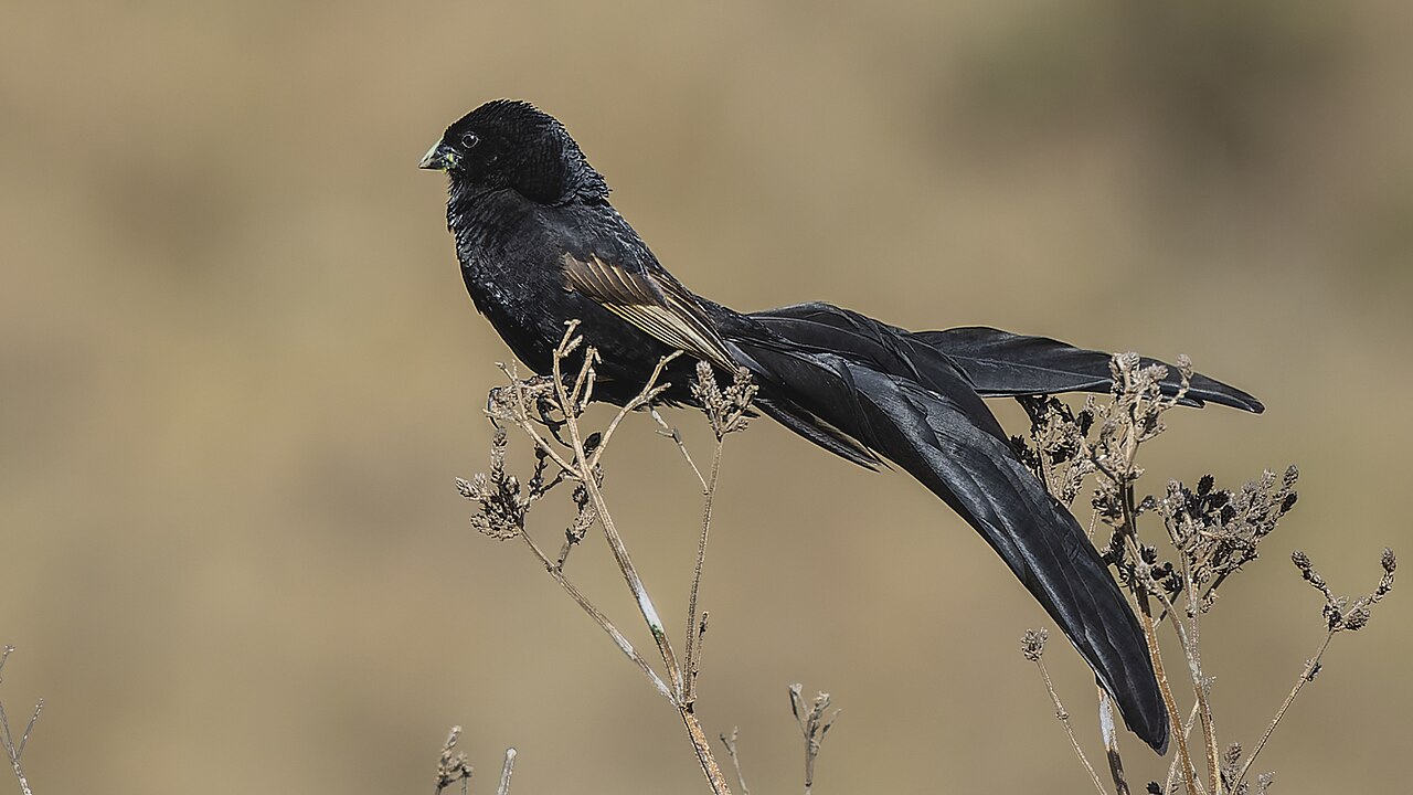 Male Jackson's widowbird displaying its long tail
