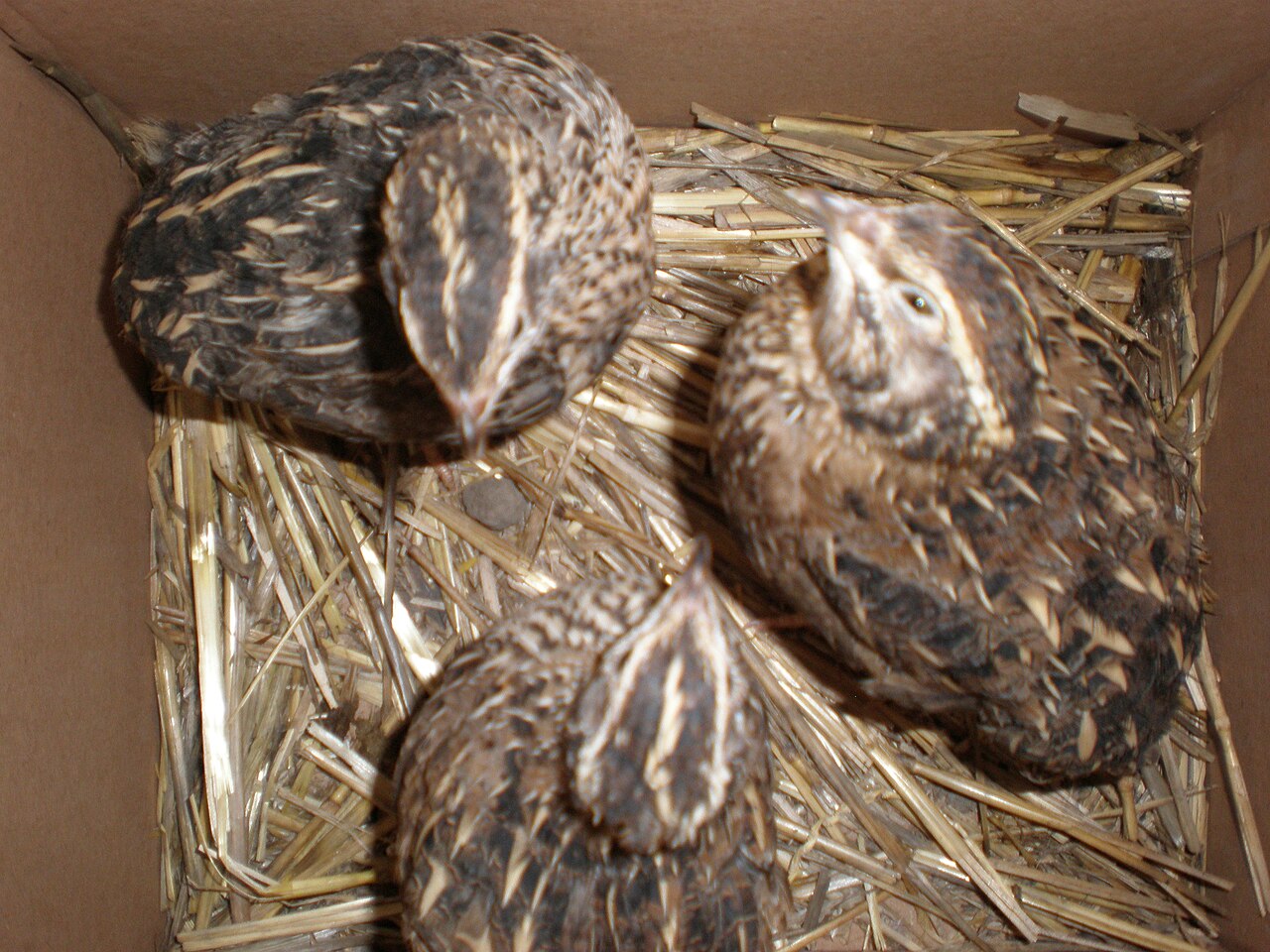 Japanese Quails