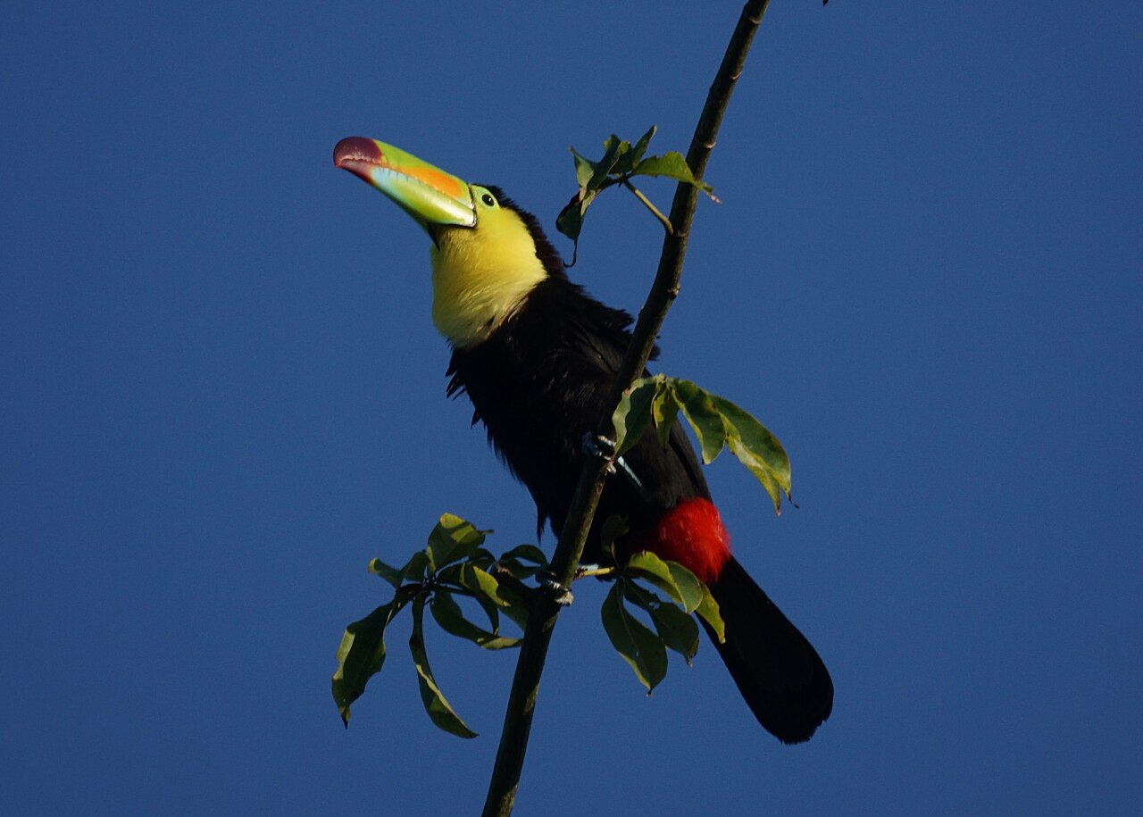 Keel-Billed Toucan