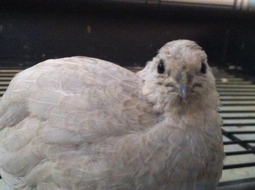 King Quail
