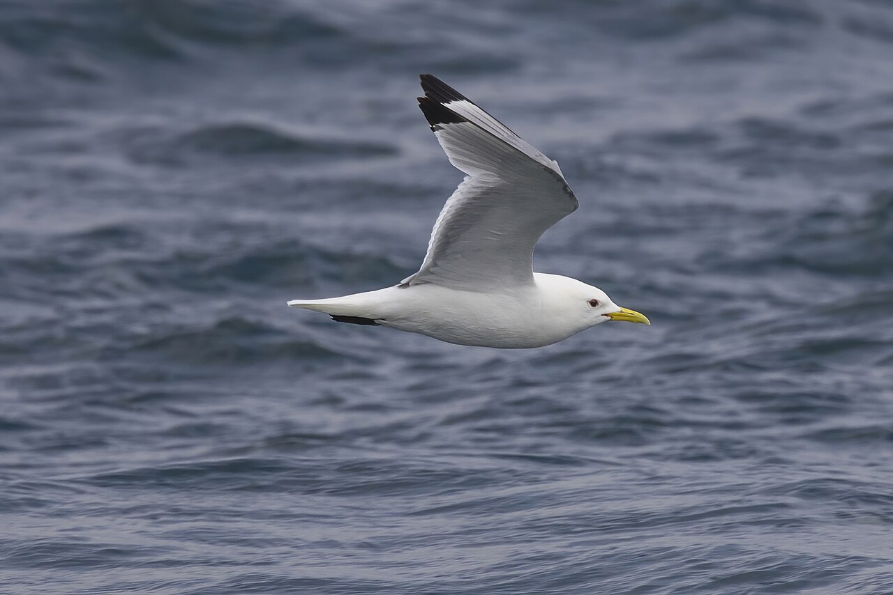 Kittiwakes