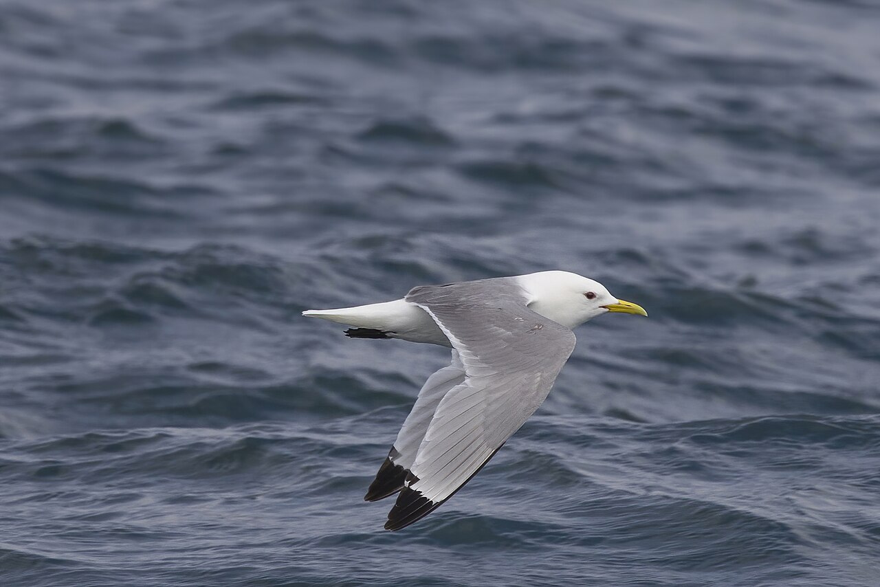Top 15 Types Of Marine Birds (With Pictures) 14 Kittiwakes