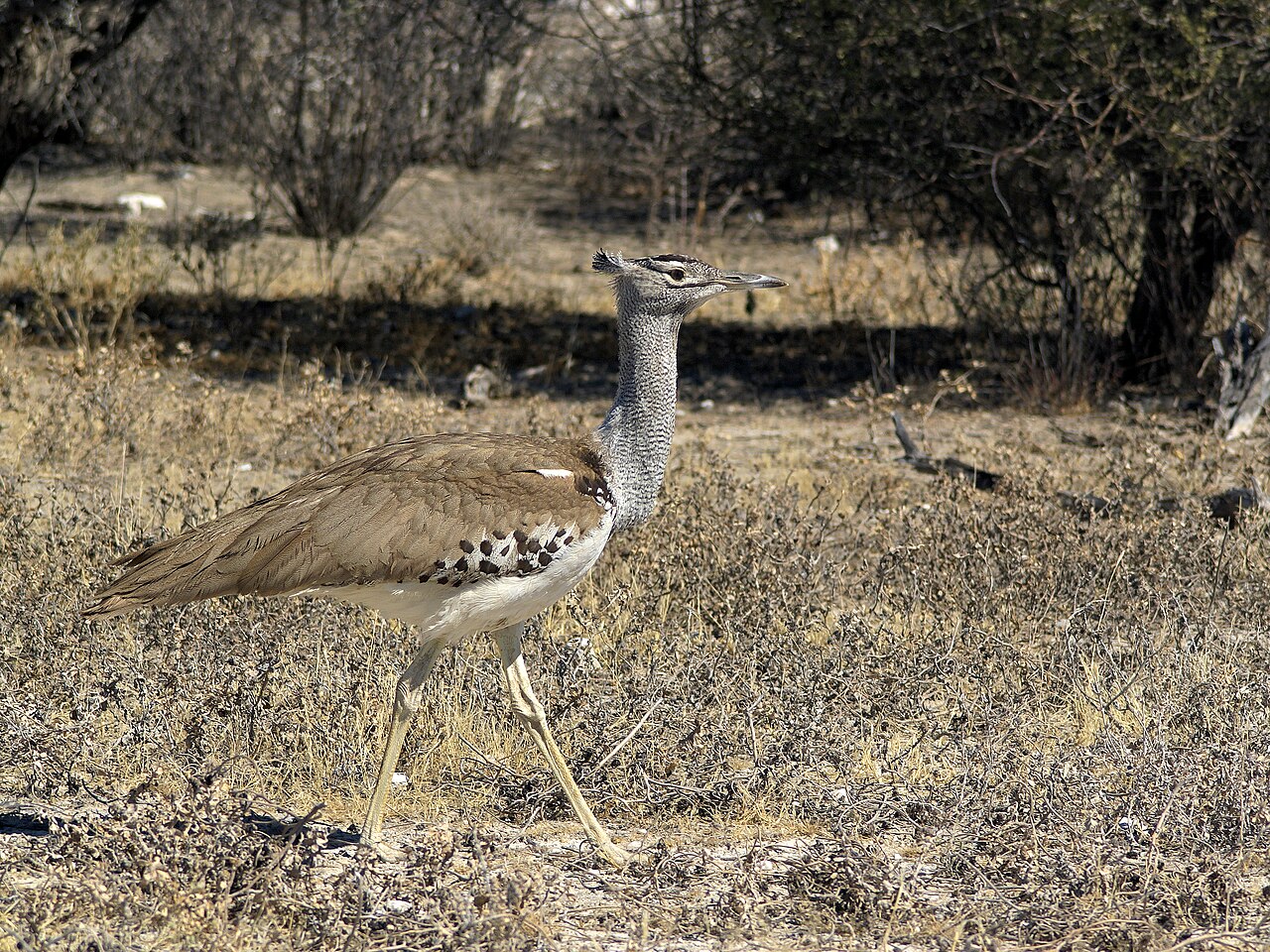 Kori bustard standing alert in dry bush