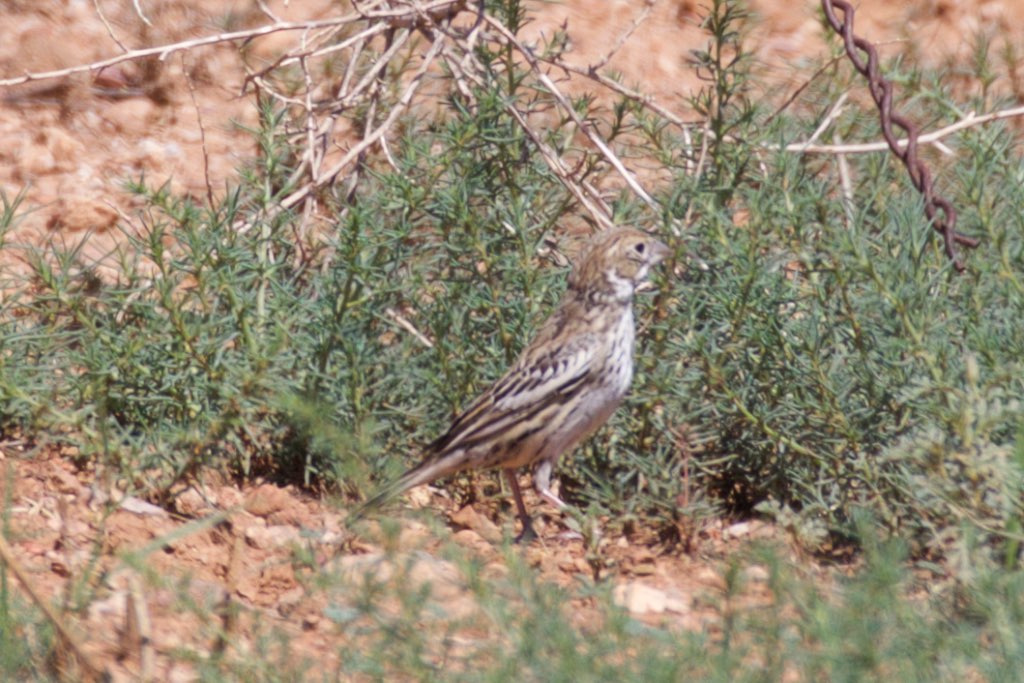 Lark Bunting