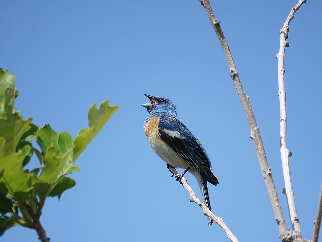 Lazuli Bunting