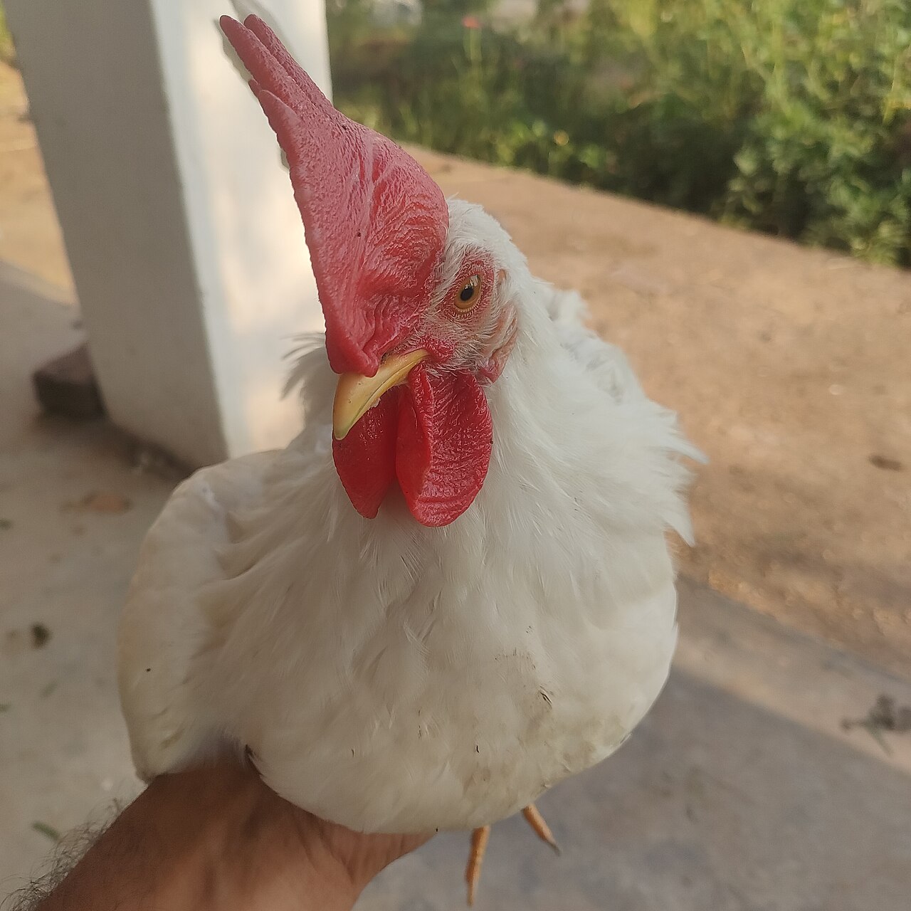 Top 15 Types Of Fowl Birds (With Pictures) 11 Leghorn