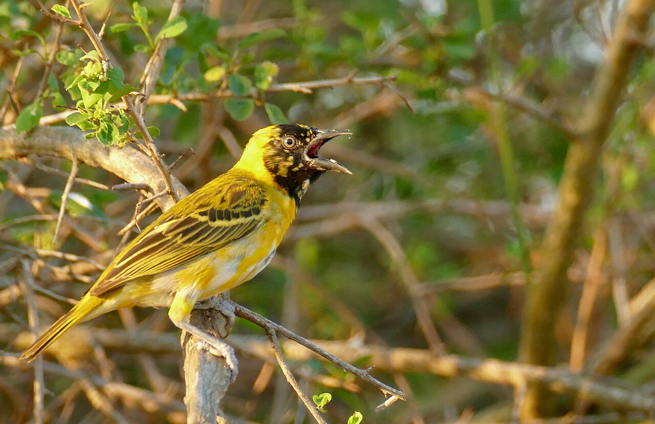 Lesser masked weaver perched in scrub