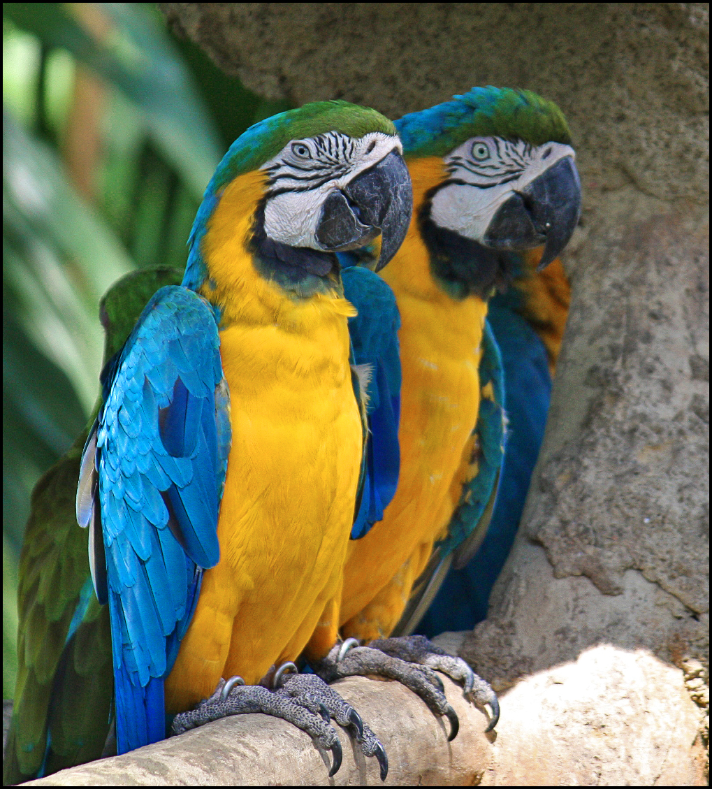 Macaw