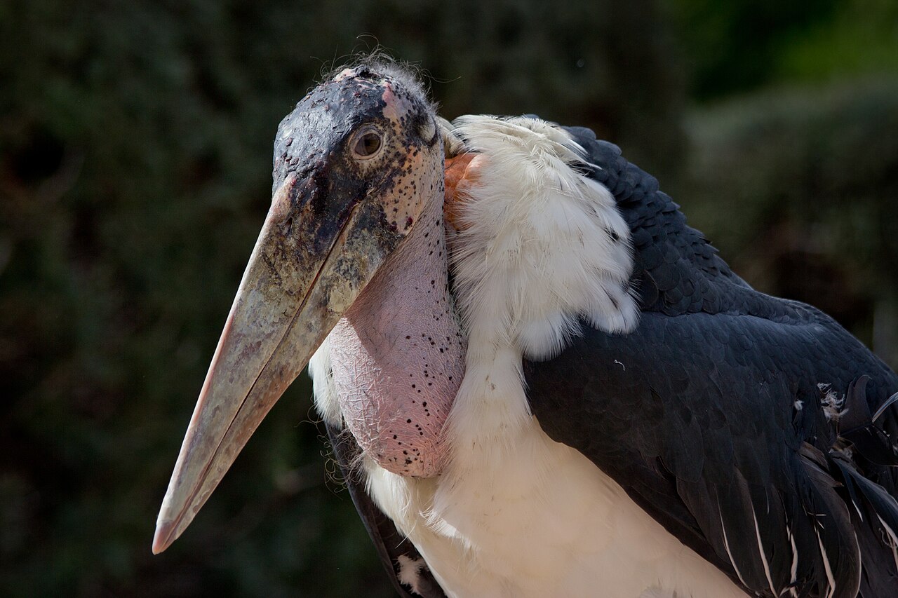Marabou stork showing its bare pink head and heavy bill
