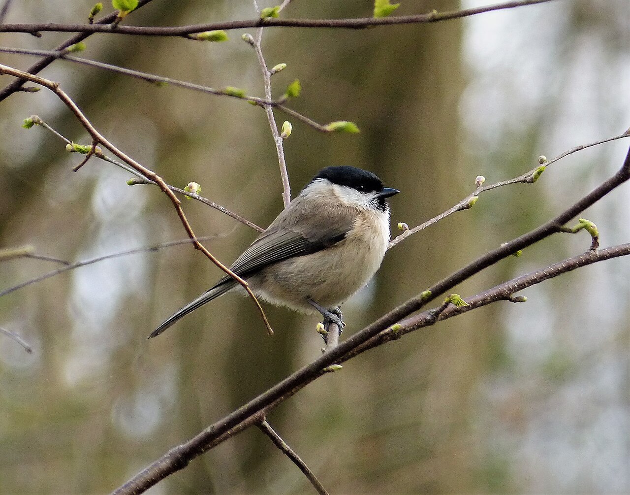 Marsh Tit