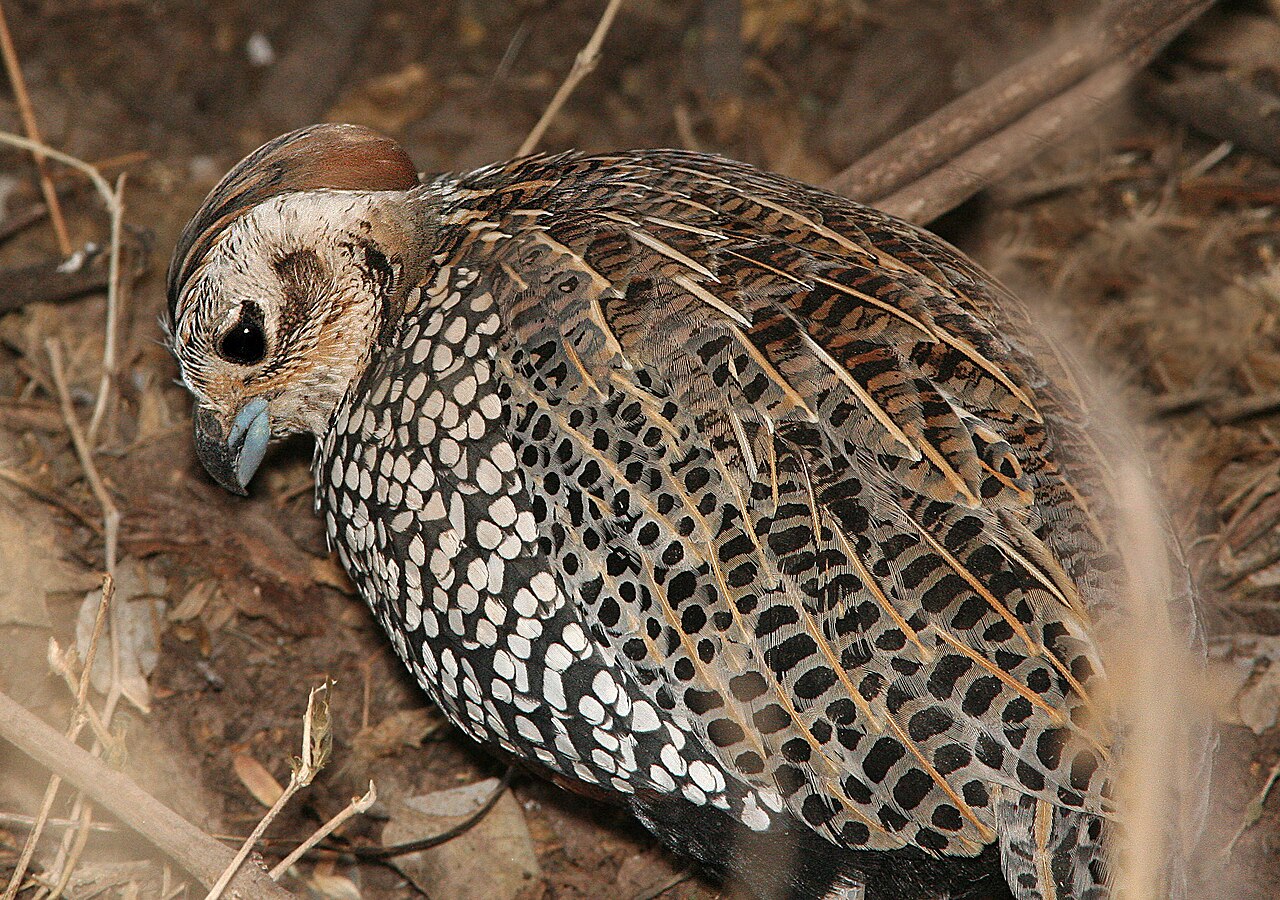 Mearns Quail