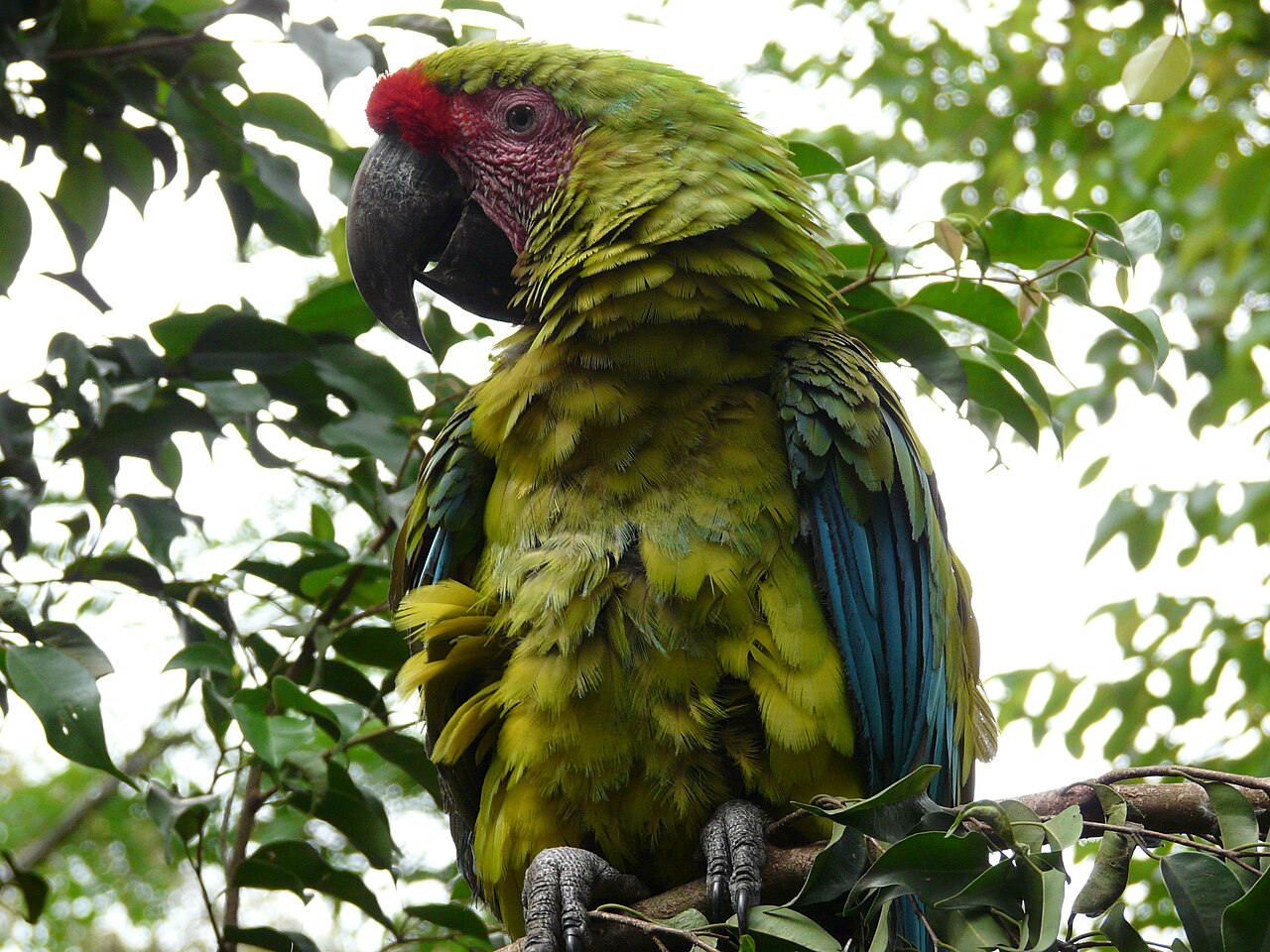 Military Macaw