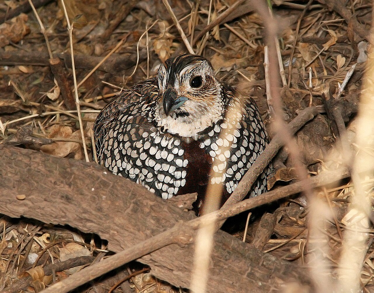 Montezuma Quail
