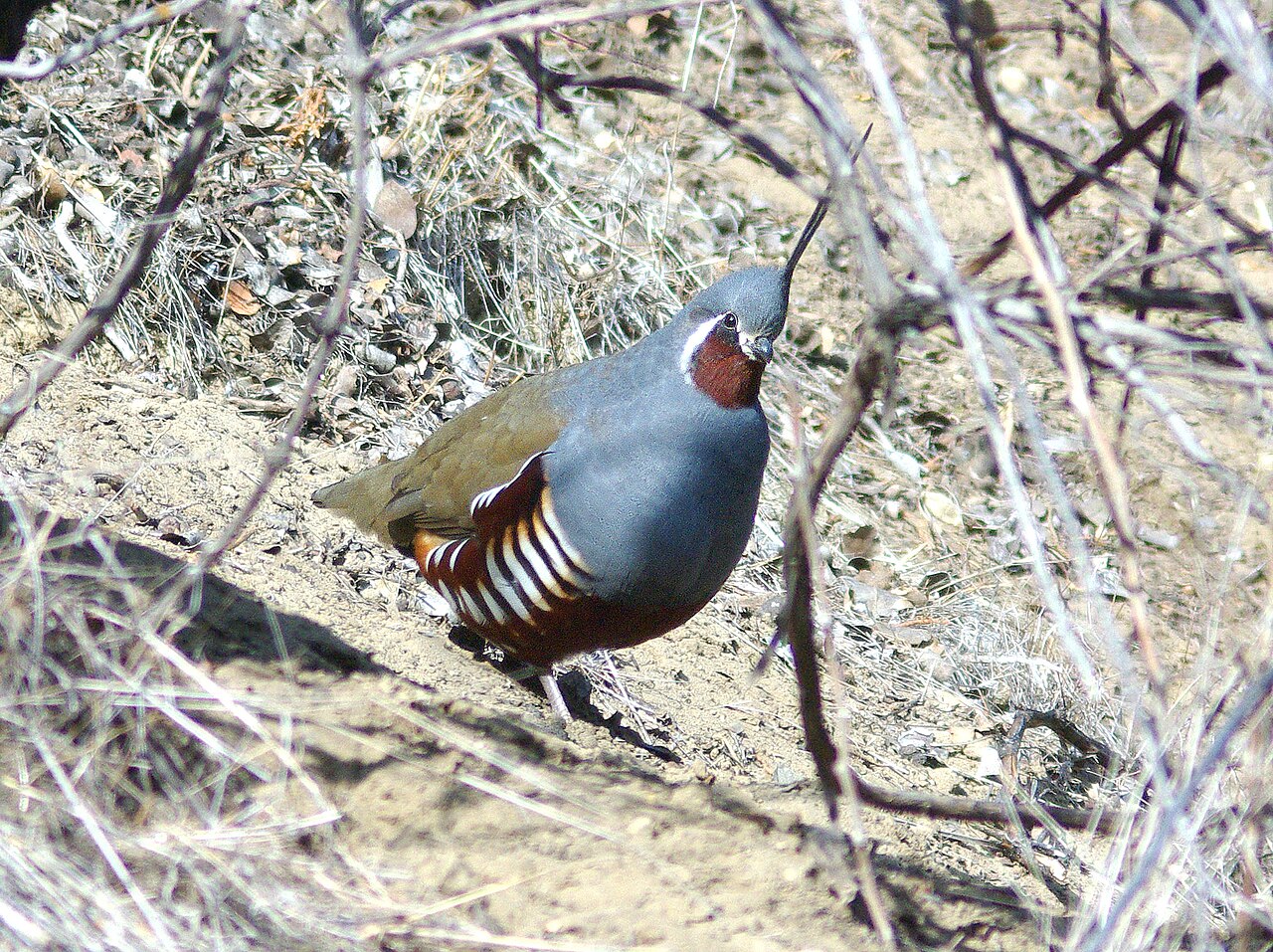 Mountain Quail