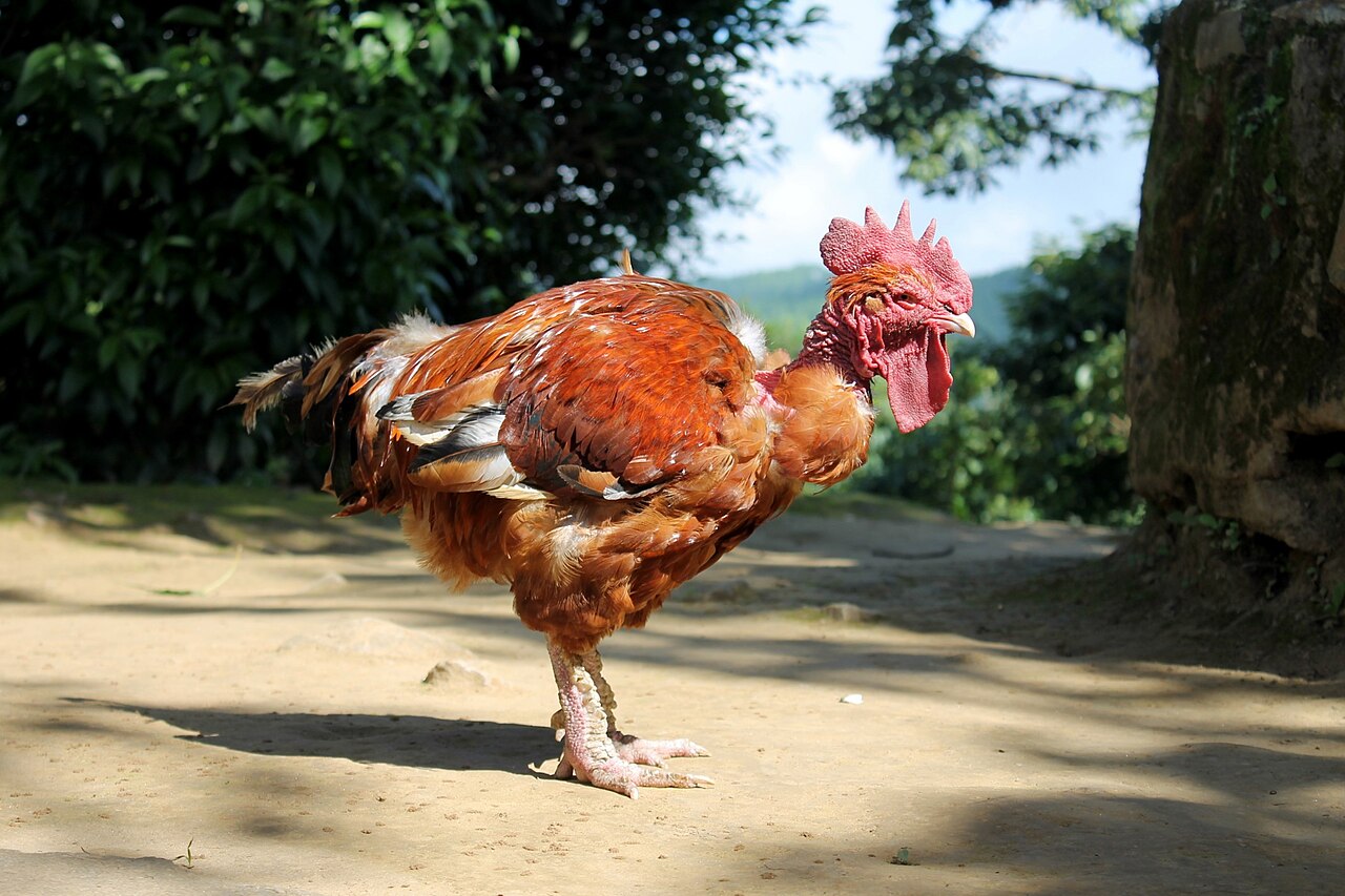 Top 15 Types Of Fowl Birds (With Pictures) 4 Naked Neck