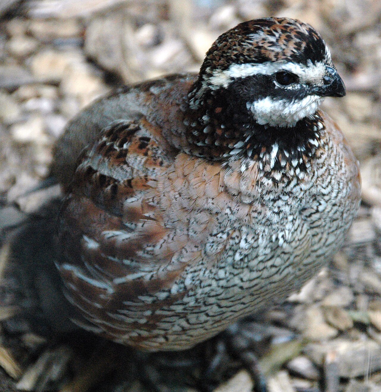 Northern Bobwhite Quail