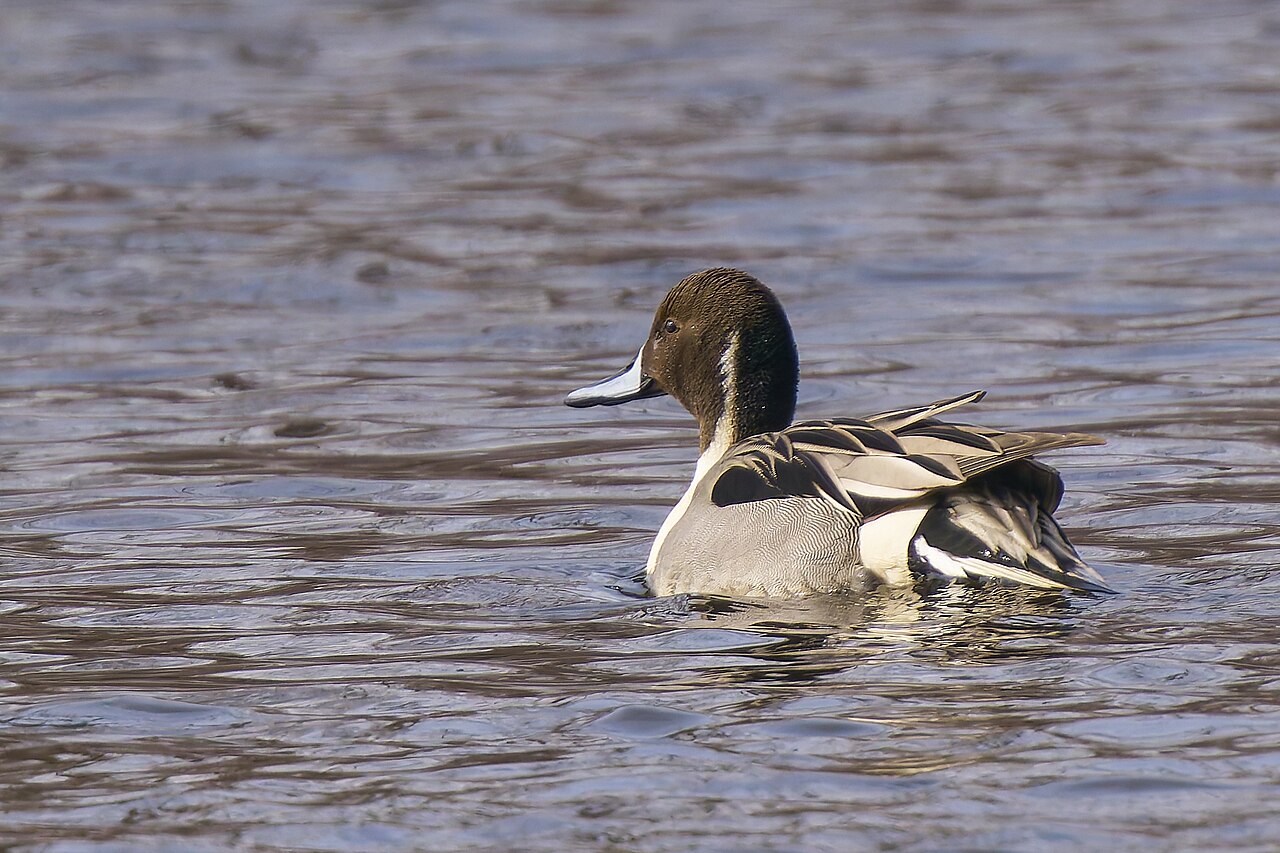 Top 15 Types Of Birds Near Water (With Pictures) 7 Northern Pintail