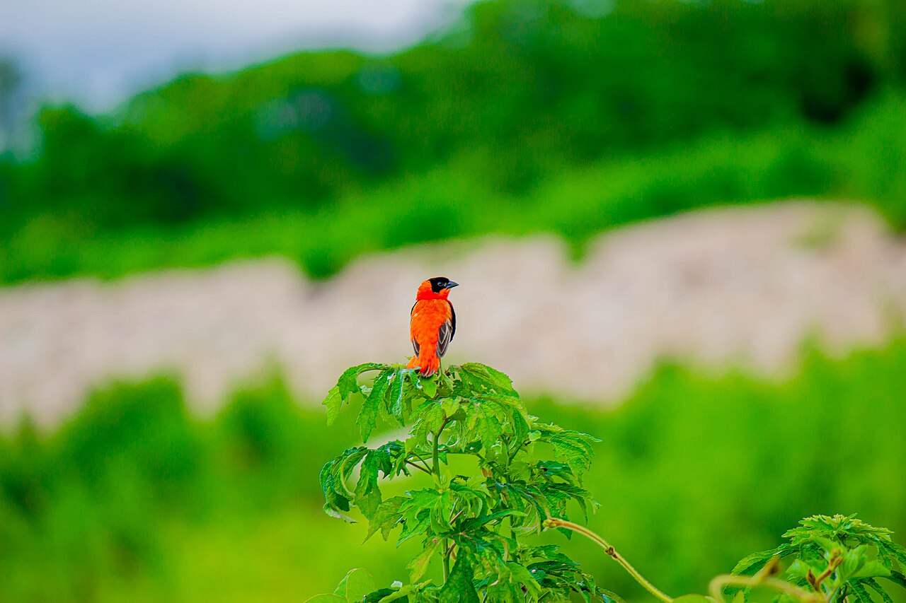 Male northern red bishop in breeding plumage