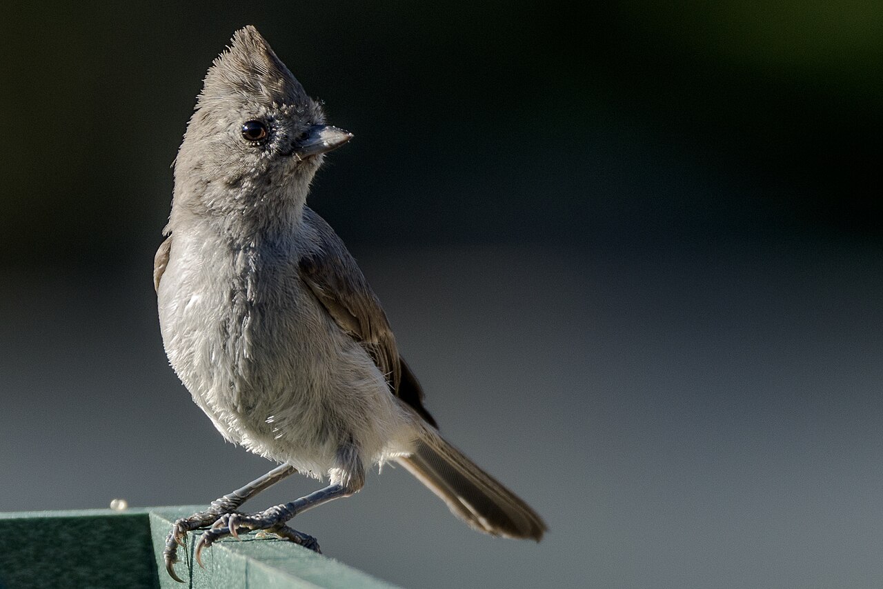 Oak Titmouse