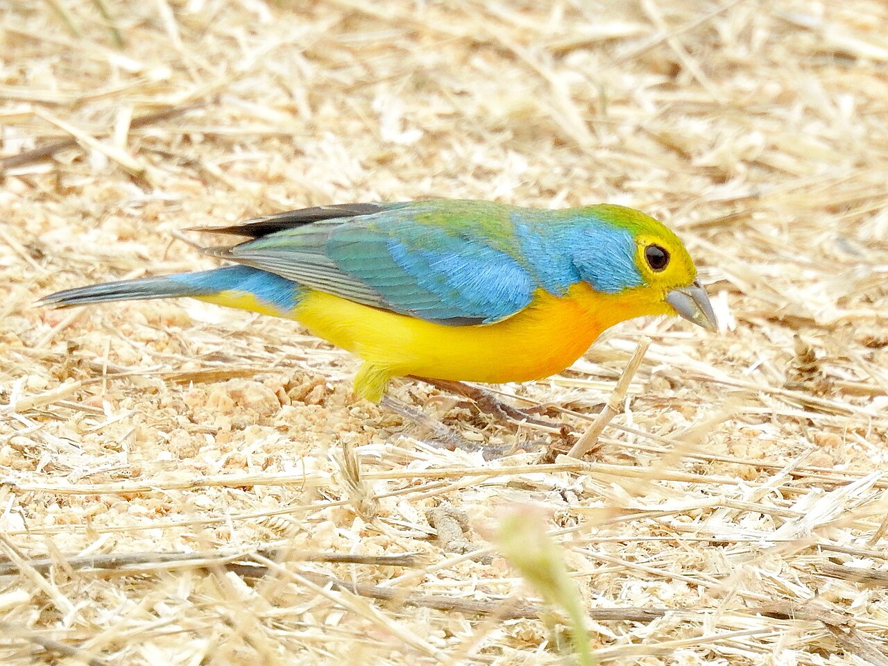 Orange-breasted Bunting (Passerina leclancherii)