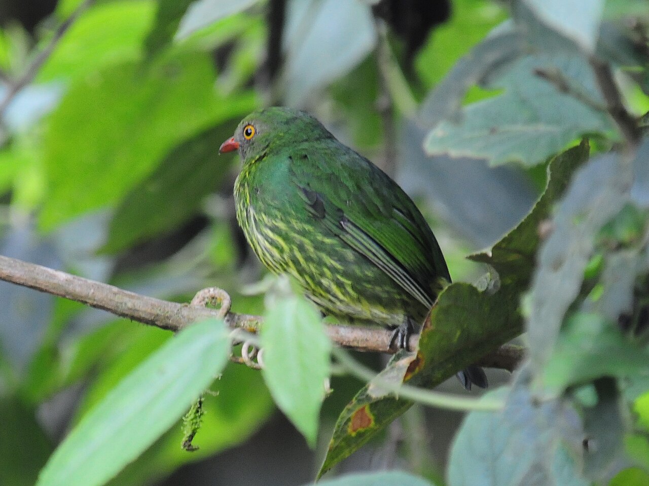 Orange-breasted fruiteater in cloud-forest foliage