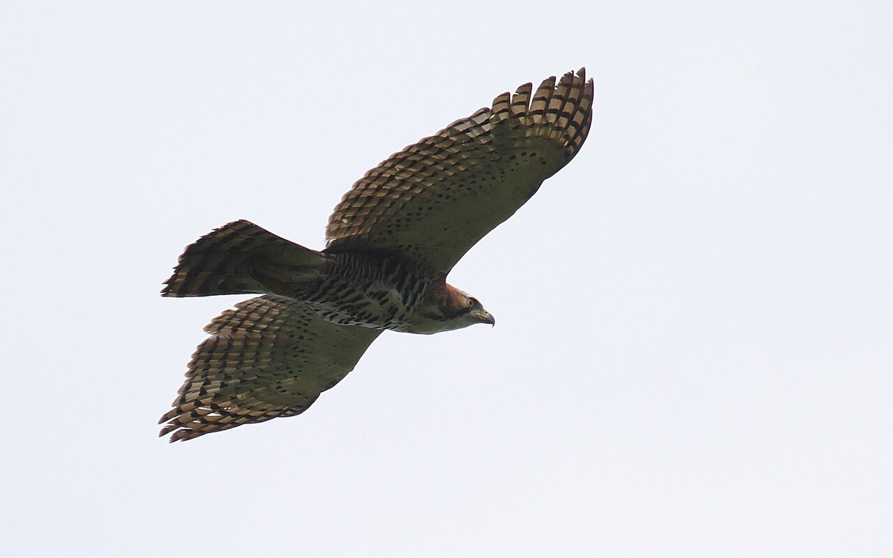 Ornate hawk-eagle in flight over forest