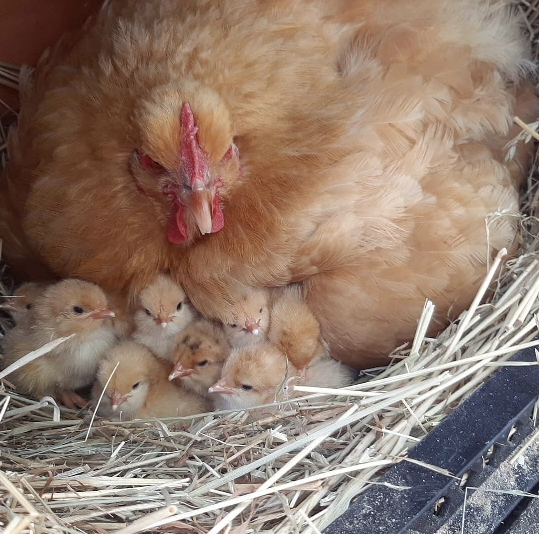 Top 15 Types Of Fowl Birds (With Pictures) 9 Orpington