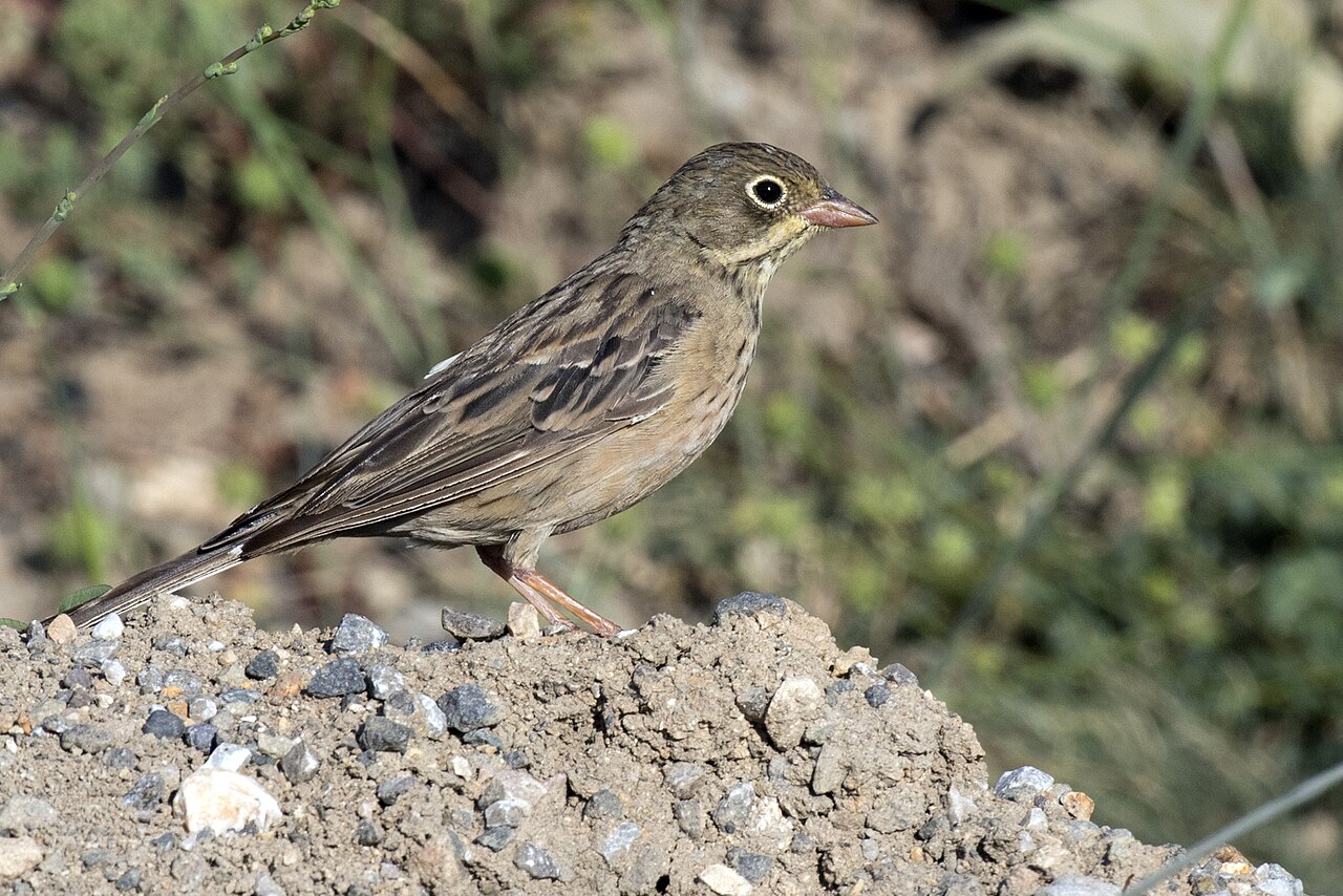 Ortolan Bunting