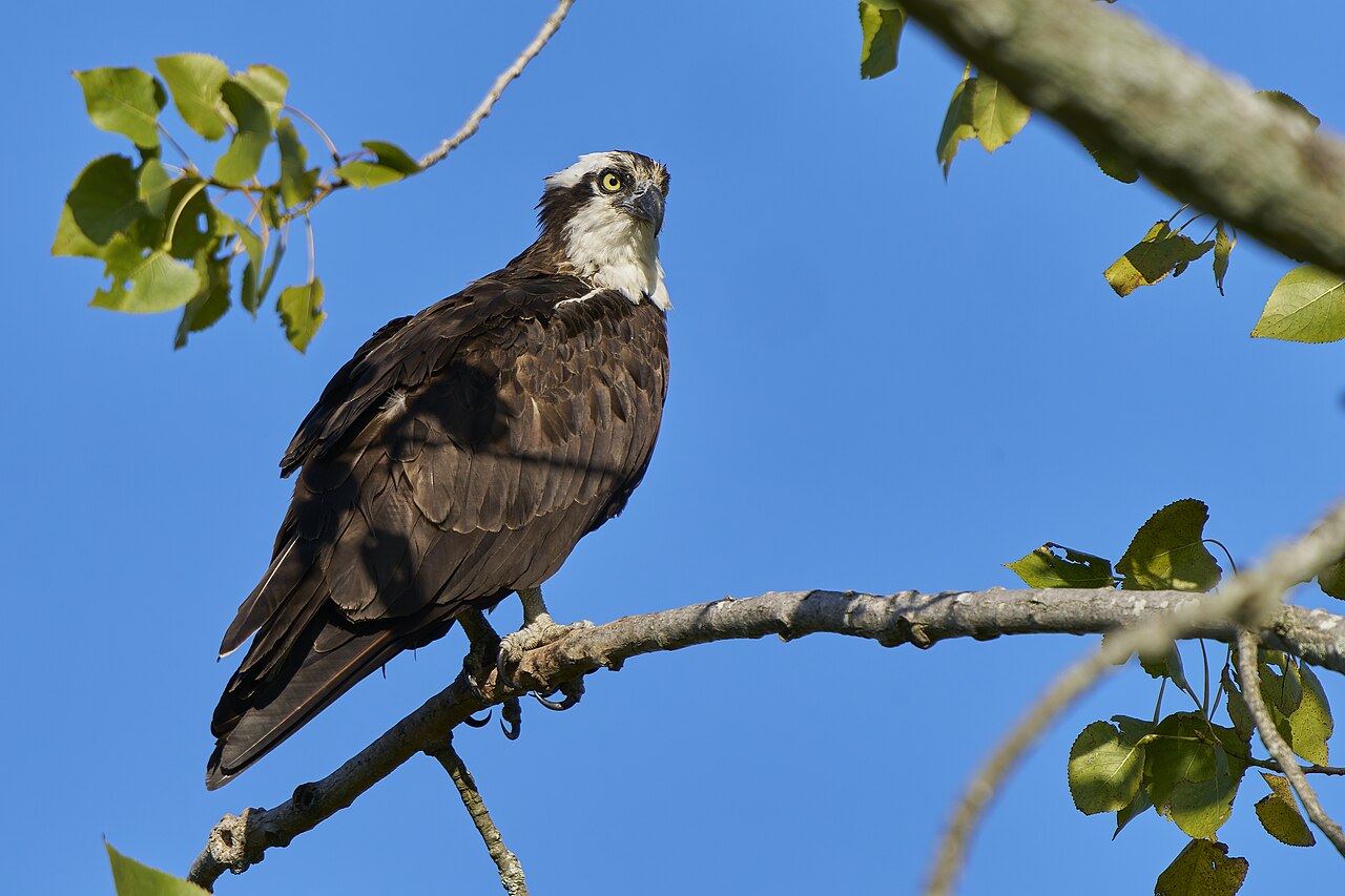 Top 15 Types Of Birds In Edmonton (With Pictures) 3 Osprey perched above the water