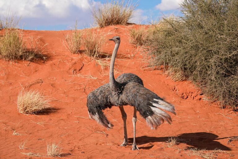 Ostrich