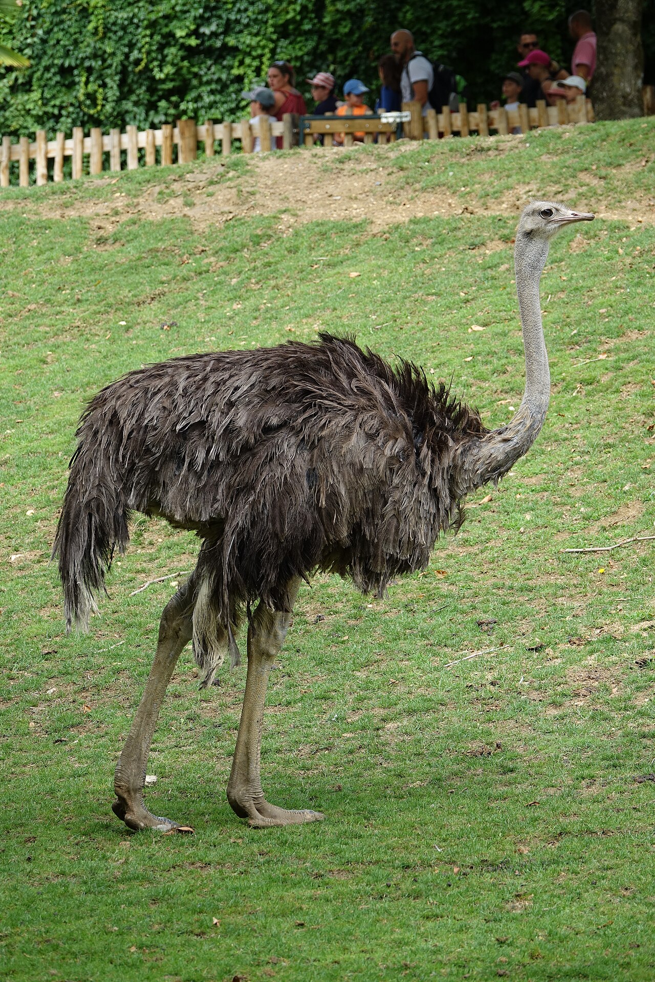 Ostriches