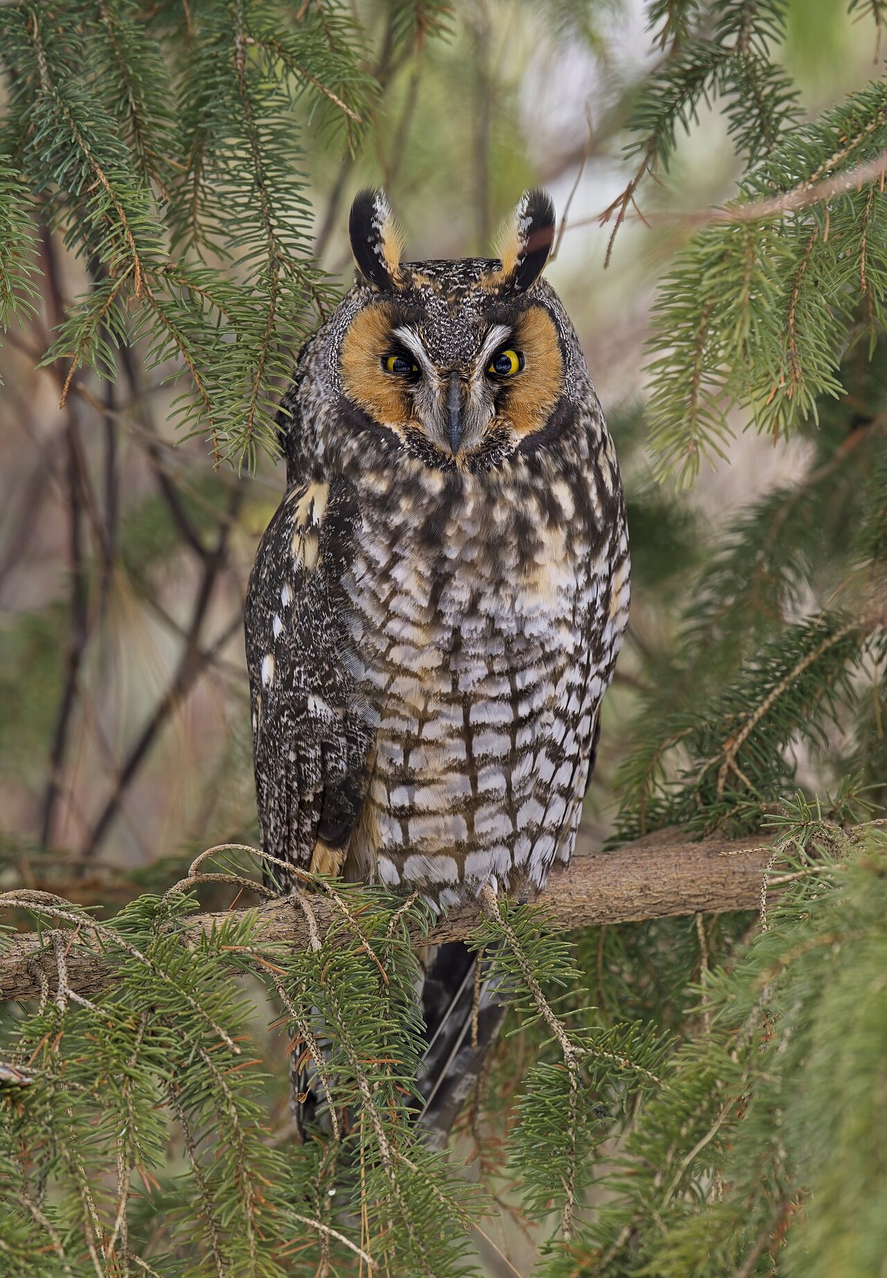 Owls
