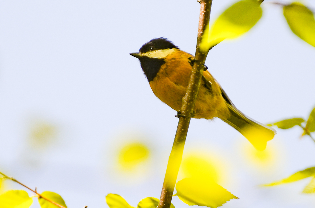 Père David's tit (Poecile davidi)