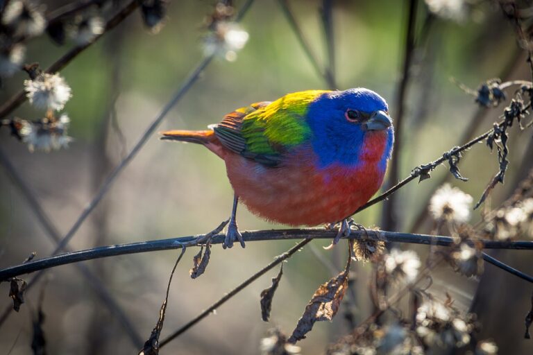 Male painted bunting perched on a twig