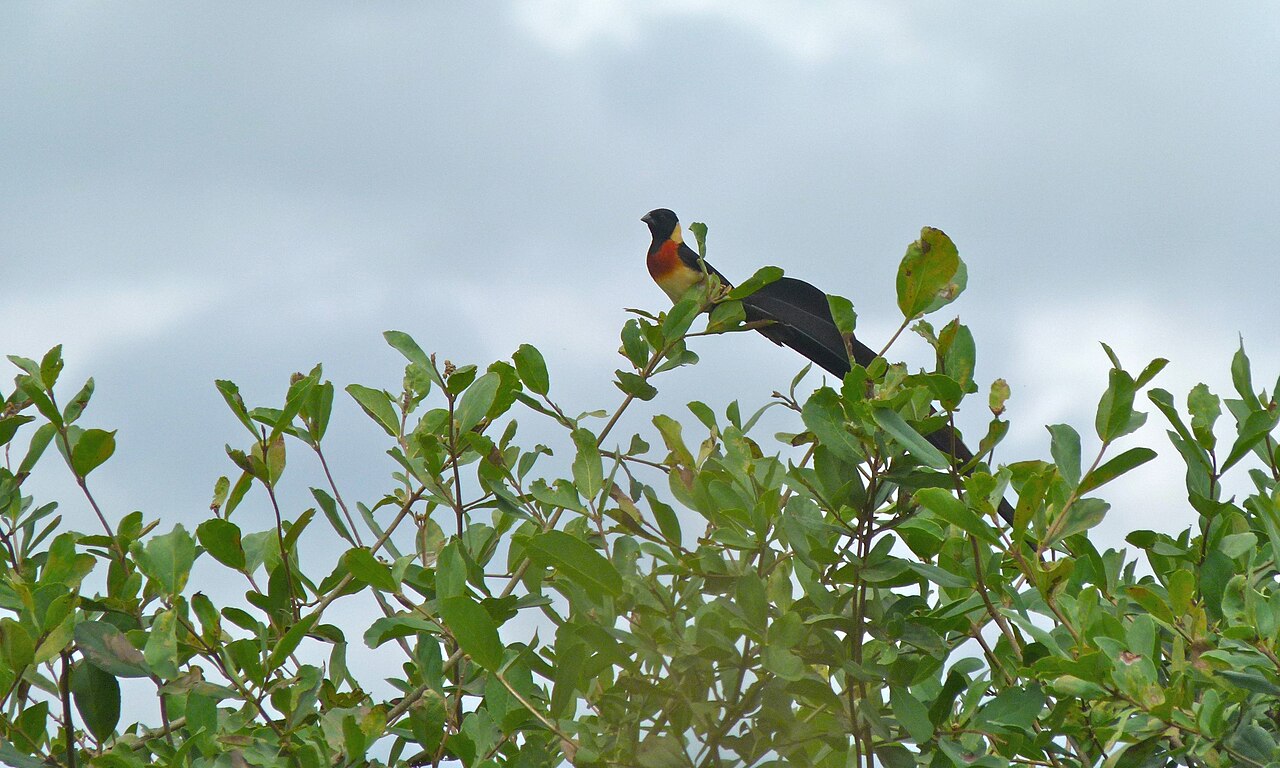 Male long-tailed paradise whydah perched on a bush