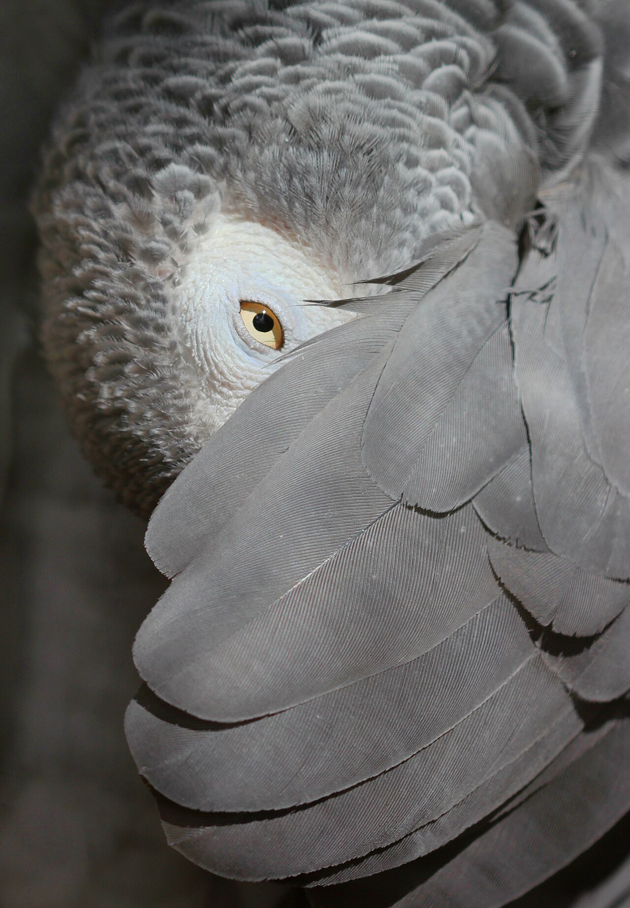 Parrots
