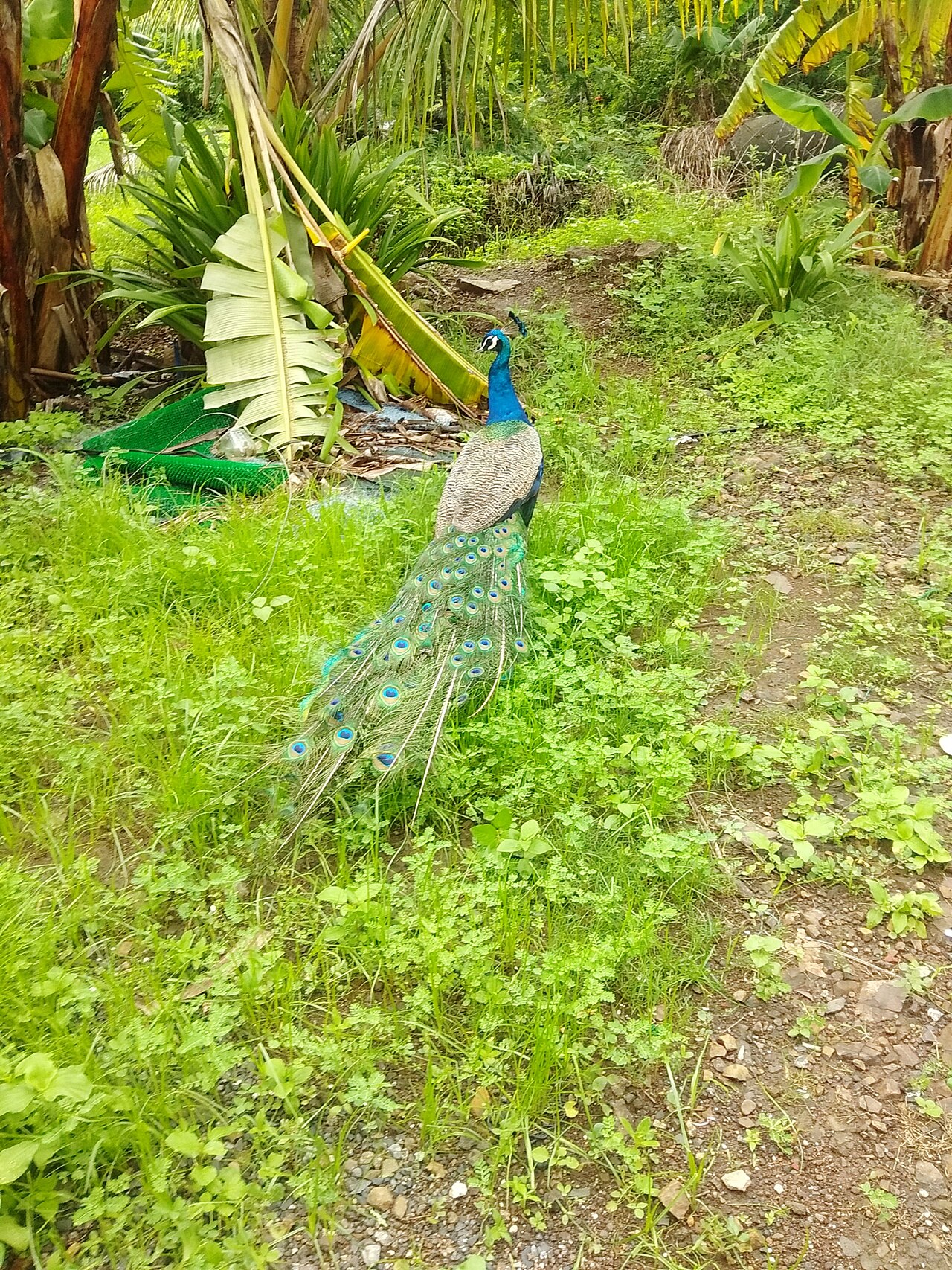 Peacocks