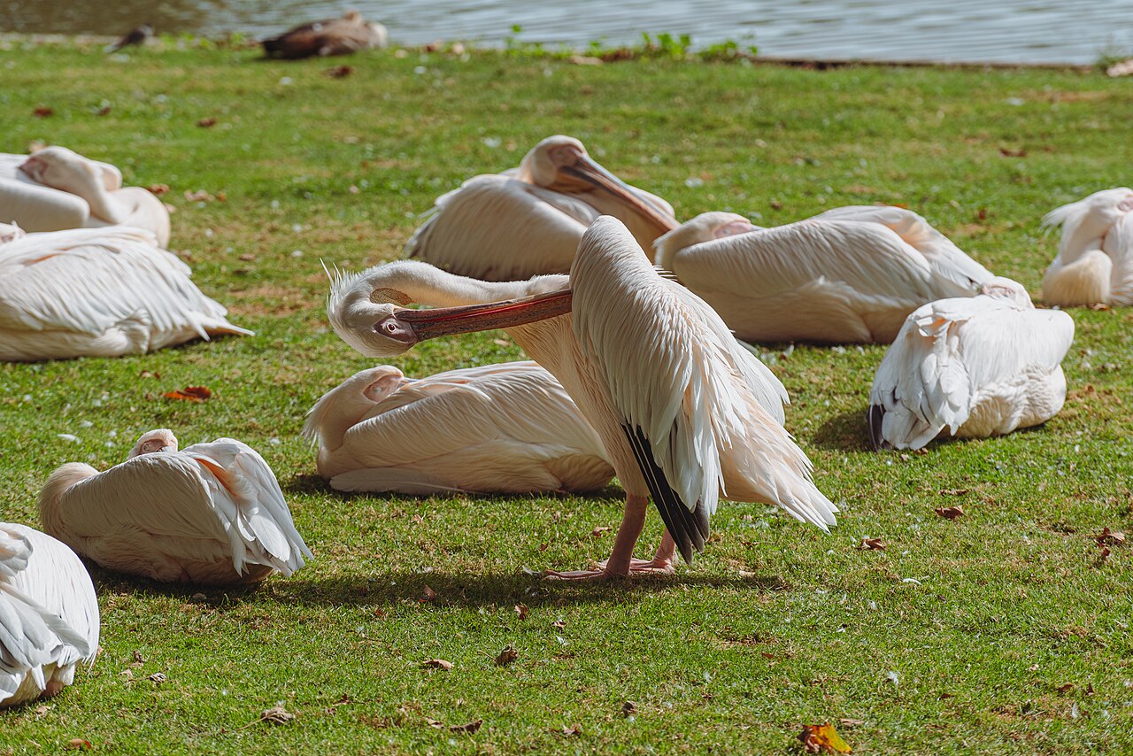 Pelicans