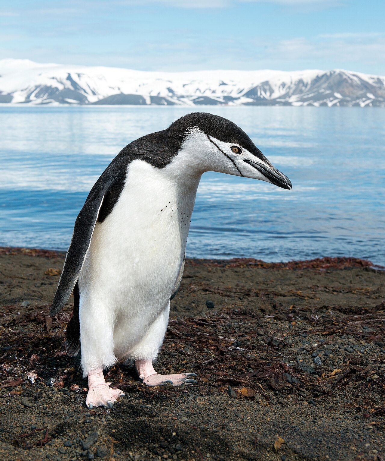Top 15 Types Of Marine Birds (With Pictures) 4 Penguins