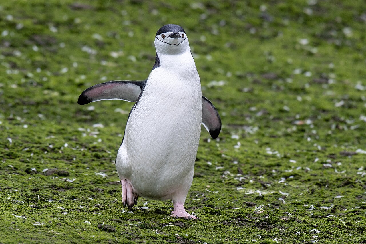 Penguins