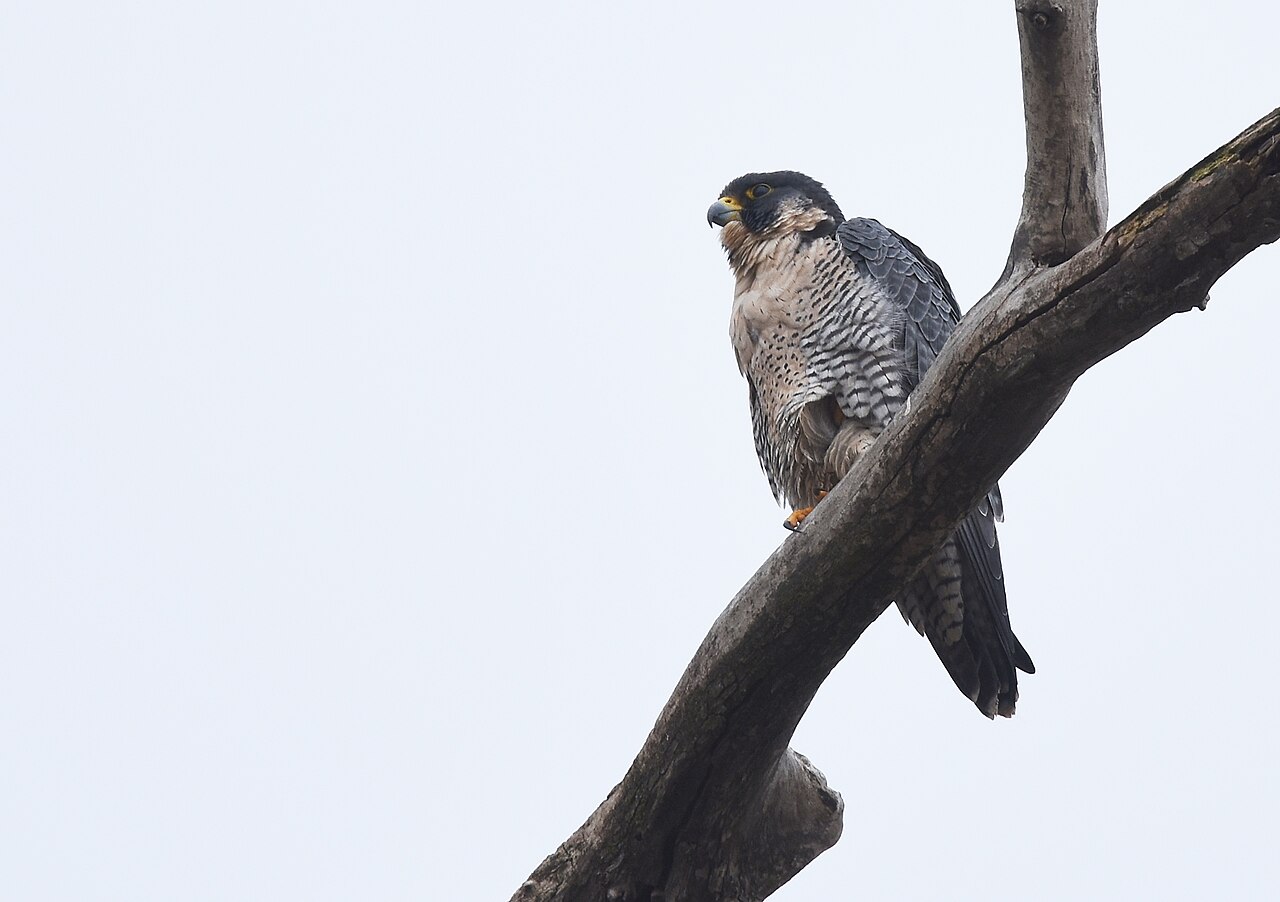 Peregrine falcon perched on a branch