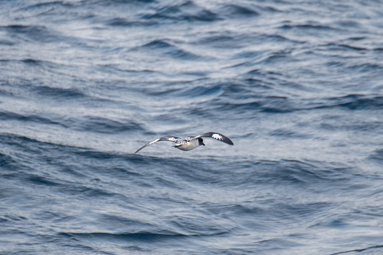 Petrels