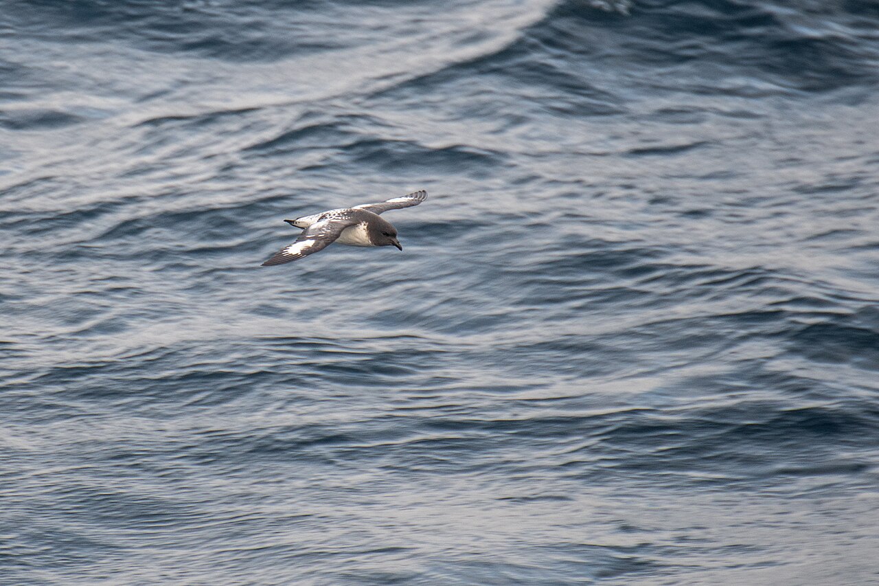Top 15 Types Of Marine Birds (With Pictures) 10 Petrels