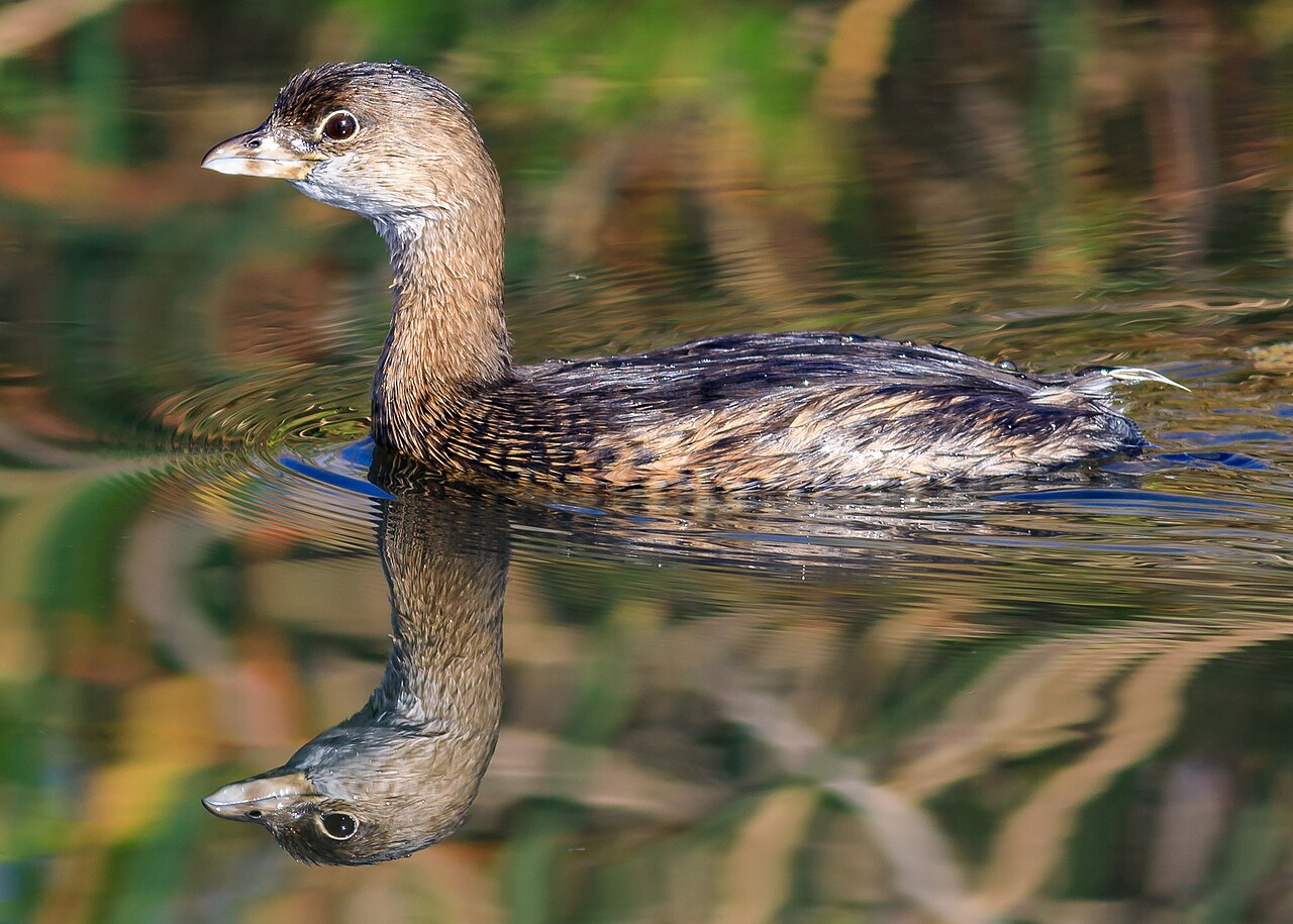 Top 15 Types Of Birds Near Water (With Pictures) 15 Pied-billed Grebe