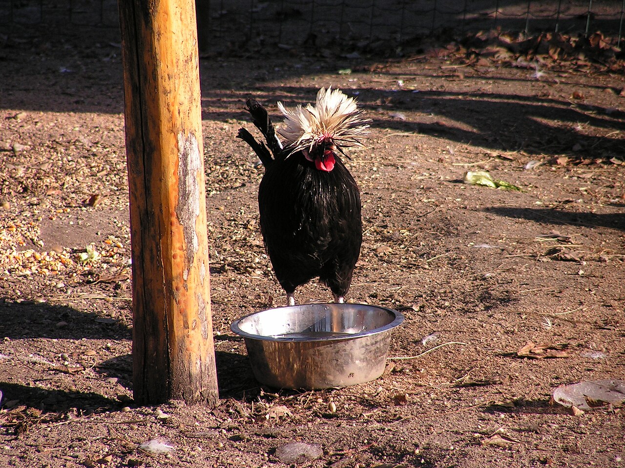 Top 15 Types Of Fowl Birds (With Pictures) 12 Polish