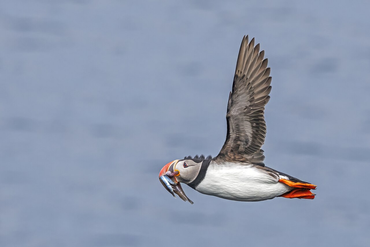 Top 15 Types Of Marine Birds (With Pictures) 2 Puffins