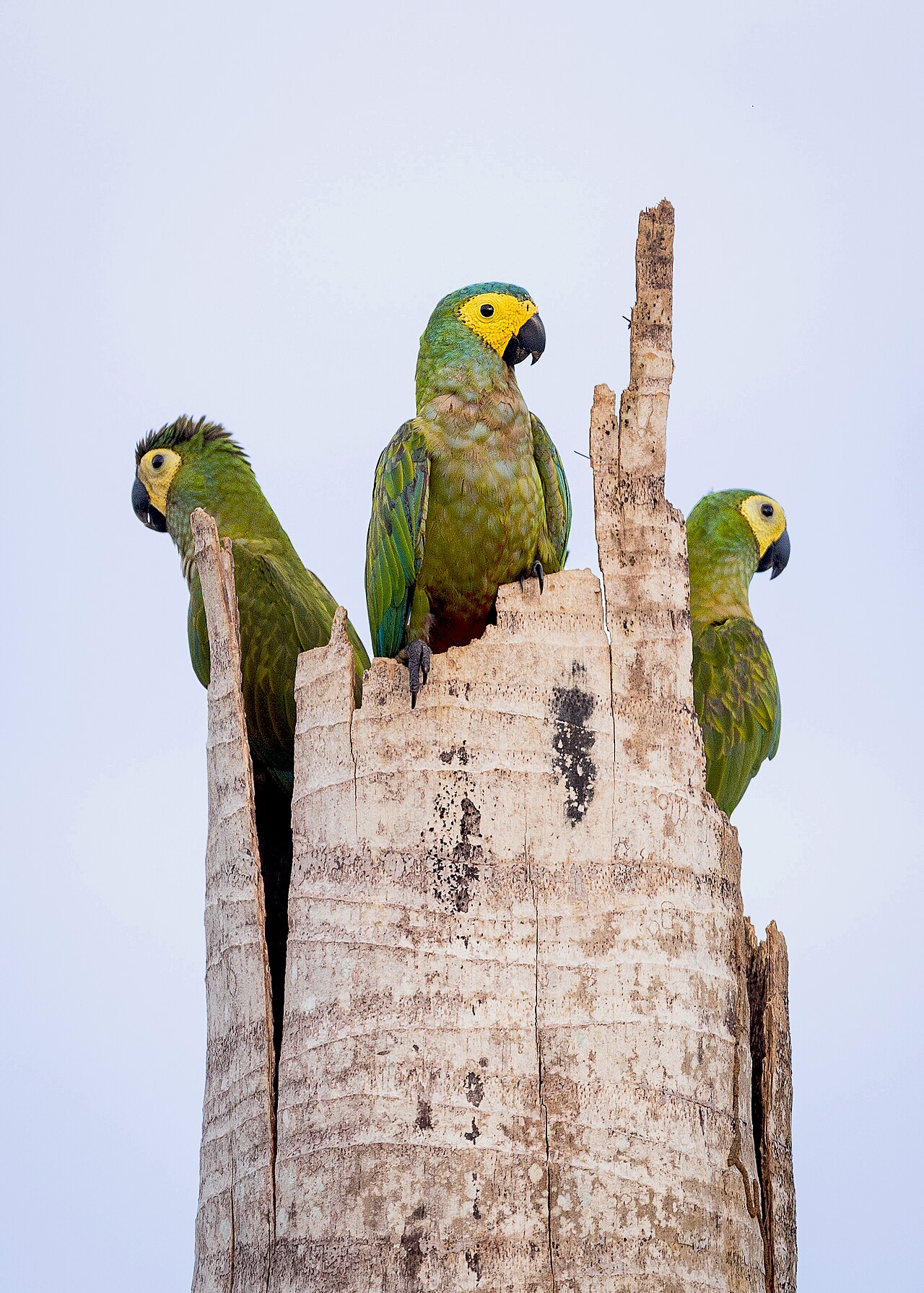 Red-Bellied Macaw