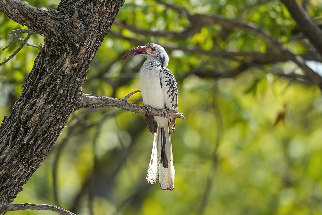 Red-billed hornbill perched in a bush